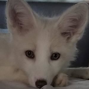 Meet your Posher, Yvonne